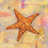 Collage Conchas II