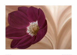 Velvet Anemone