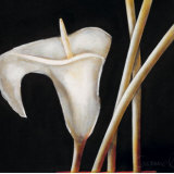 Lily in Sepia I
