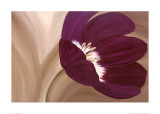 Velvet Poppy