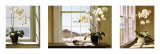 Orchid Tryptych