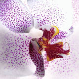Orchid II