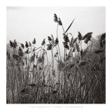 Buy Prospect Lake Grasses, Prospect Lake at AllPosters.com