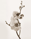 Orchids in Sepia Tones