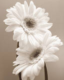 Buy Two Daisies at AllPosters.com