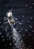 Buy Fish in Sea at AllPosters.com