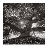 Under Camperdown Elm, Prospect Park