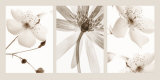 Sepia Floral