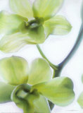 Orchid I