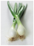 Spring Onion