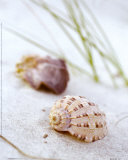 Buy Sandy Beach IV at AllPosters.com