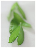 Mangetout