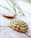 Buy Sandy Beach I at AllPosters.com
