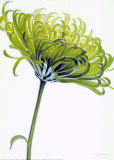 Green Chrysanthemum