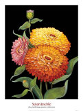Buy Midnight Bloom II at AllPosters.com