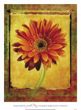 Buy Gerber Daisy at AllPosters.com
