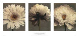 Buy Daisy and Dahlia at AllPosters.com