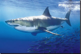Great White Shark