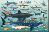 Sharks