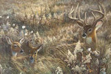 Buy Peaceful Place at AllPosters.com