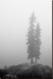 Buy Two Trees on Mount Washington at AllPosters.com