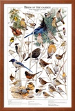 Birds of the Garden Winter II