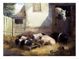 Buy Family of Pigs at AllPosters.com