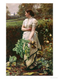 Picking Turnips