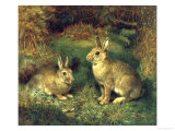 Buy Rabbits at AllPosters.com