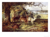 Buy Deer in the Shade at AllPosters.com
