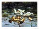 Buy Ducks, A Family Outing at AllPosters.com