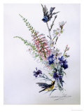 Study of Heather Cornflower and Blossom