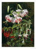 Buy Rubrum Lilies and Fuchsias at AllPosters.com