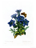 Gentianae Acaulis