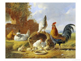Spring Chickens