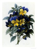 Pansies