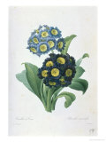 Primula Auricula