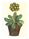 Pot of Auricula, c.1800