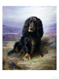 Spaniel in the Highlands