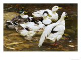 Buy Ducks by the River at AllPosters.com