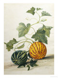 Buy Study of Gourds at AllPosters.com