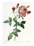 Buy Bouquet of Rose, Anemone and Clematis at AllPosters.com