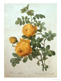 Rosa Sulfurea