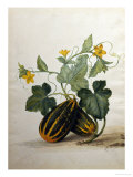Buy Study of Gourds and Flowers at AllPosters.com