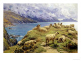 Buy Sheep Reposing, Dalby Bay, Isle of Man at AllPosters.com