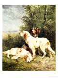 Buy Three Irish Setters at AllPosters.com