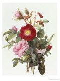 Buy Still Life with Roses at AllPosters.com