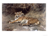Buy Tiger at AllPosters.com