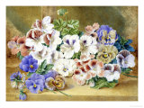 Still Life of Pansies and Pelargoniums