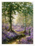 The Bluebell Wood